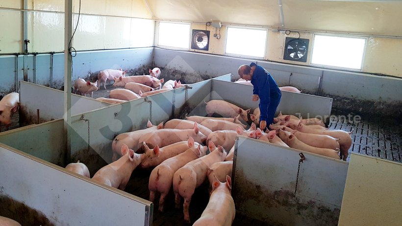 Hình 5. Chuồng heo thịt với nhóm heo lớn có tấm chắn giúp thu hẹp không gian chuồng.